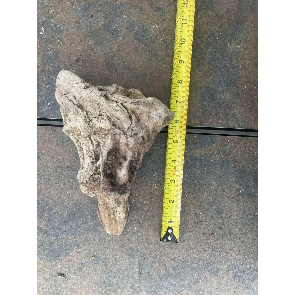 Natural Driftwood for Plants Terrarium‎ Taxidermy Art Projects